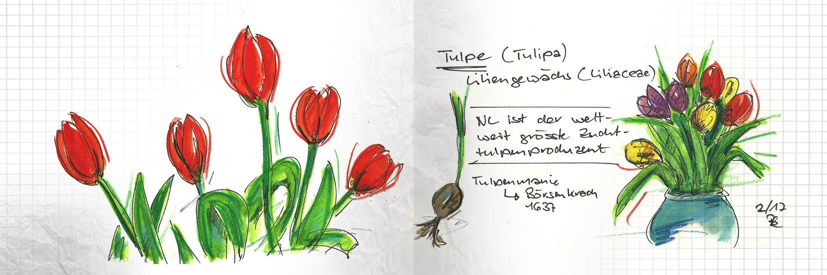 Tulpen